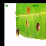 Download Tasty India Cell Phone Game